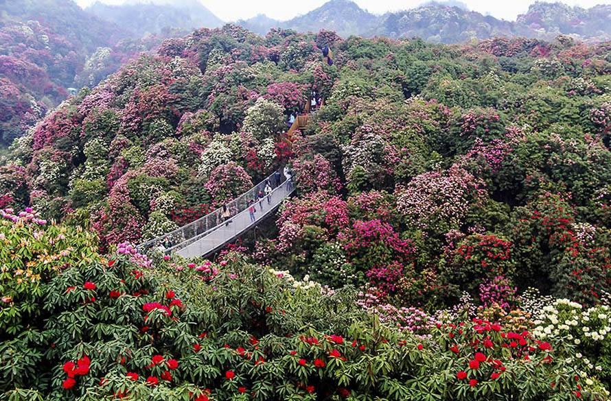 绽放毕节，百里杜鹃盛景新篇