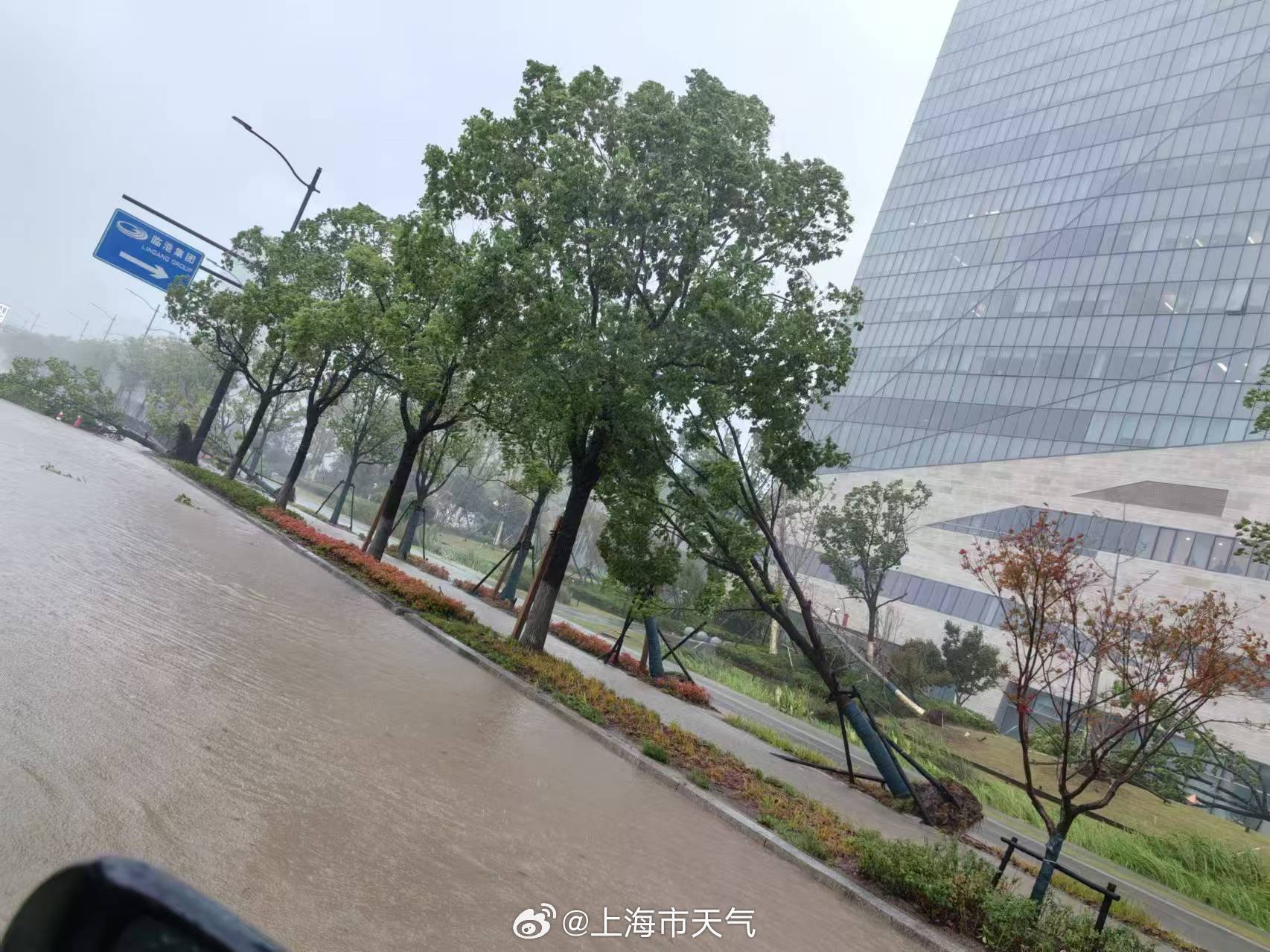 上海喜迎暴雨预警，清新雨露润泽城市生机